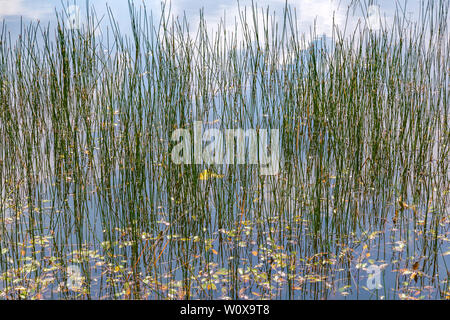 Textur Hintergrund mit grünem Schilf und pondweed in einem kleinen Niederländischen fen oder See in den Niederlanden wächst Stockfoto