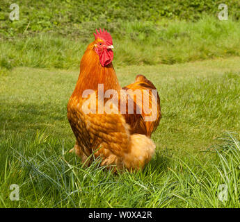 Buff Orpington Hahn Stockfoto