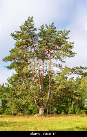 Alte Big Pine Tree auf einer Wiese am Waldrand Stockfoto