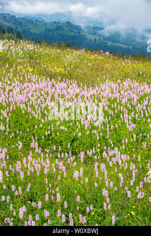 Blühende Wiese mit Bistro Blumen in der Alp Landschaft Stockfoto