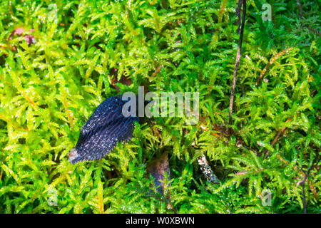 Green Moss mit einem Schwarzen slug auf dem Waldboden Stockfoto