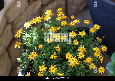 Schönen gelben Blumen im Garten zu Hause. Stockfoto