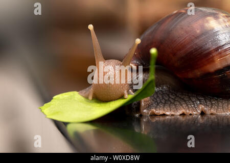 Big snail Achatina auf einem dunklen Hintergrund Stockfoto