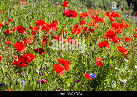 Wilde Blumen wachsen auf dem Mittelstreifen auf der Straße nach Hartlepool, England, Großbritannien Stockfoto