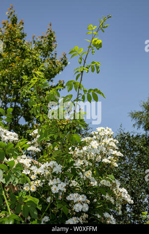 Neues Wachstum auf eine Abschweifende Rektor Rose, der die Blumen im folgenden Jahr produzieren wird. Stockfoto