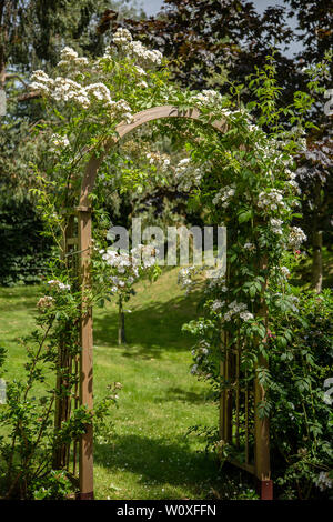 Rambling Rector, eine kräftige Weiße rambling Rose in Blume auf einem Garten arch. Stockfoto