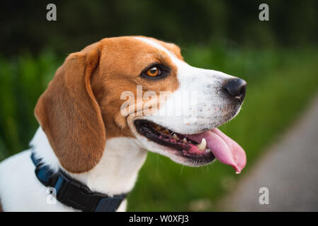 Beagle Hund mit herausgestreckter Zunge, Überhitzung von Sommer Luft. Abends Spazieren mit Hund nach der Hitzewelle. Hintergrund Kopie Raum auf der rechten Seite. Stockfoto