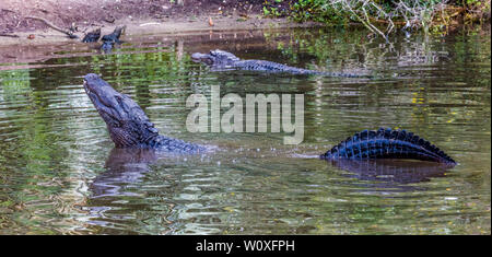 Die Anzeige der Amerikanischen Alligatoren (Alligator mississipiensis) in St. Augustine Alligator Farm Tierpark in St Augustine Florida in den Vereinen Stockfoto