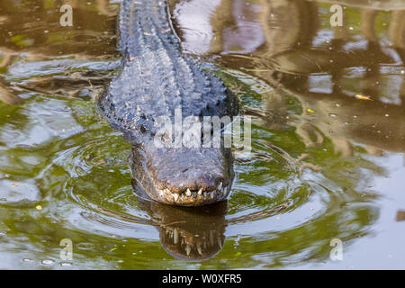 American alligator (Alligator mississipiensis) in St. Augustine Alligator Farm Tierpark in St Augustine Florida in den Vereinigten Staaten Stockfoto