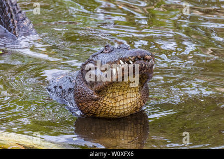 Die Anzeige der Amerikanischen Alligatoren (Alligator mississipiensis) in St. Augustine Alligator Farm Tierpark in St Augustine Florida in den Vereinen Stockfoto