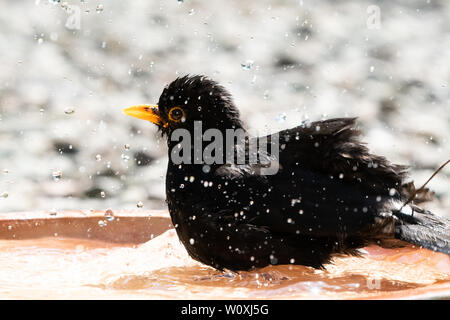 Amsel (Turdus merula) Baden im Garten Vogelbad im Sommer - Schottland, Großbritannien Stockfoto