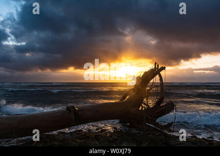 Toter Baum am Strand bei Sonnenaufgang, Kauaii, Hawaii Stockfoto