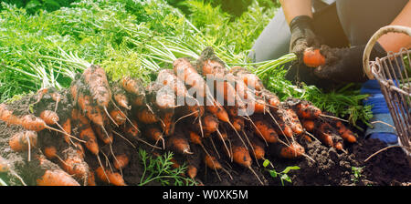 Ein Bauer Ernte Karotte auf dem Feld. Wachsende Bio Gemüse. Seacional job. Landwirtschaft. Der agroindustrie. Die Landwirtschaft. Bauernhof. Ukraine, Kherson region Stockfoto