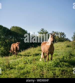 Zwei braune Pferde in ein grünes Feld. Stockfoto