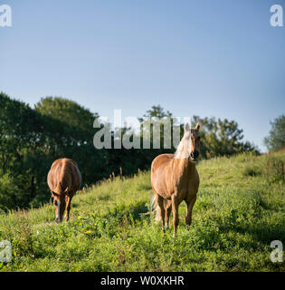 Zwei braune Pferde in ein grünes Feld. Stockfoto