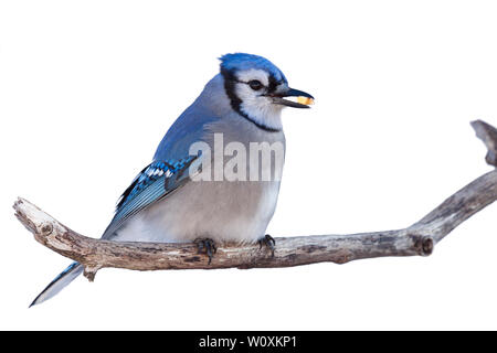 Bluejay thront auf Zweig mit einem niblet von Mais im Schnabel. Weißer Hintergrund. Stockfoto