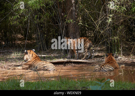 Maya Tigerin und matkasur männliche Tiger Vater mit jungen Abkühlung im Monsun, Tadoba Wald, Indien. Stockfoto
