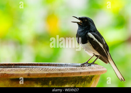 Männliche orientalische Magpie Robin hocken auf einem Ton Schüssel mit Wasser und Singen mit blur Green Tree Hintergrund Stockfoto