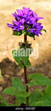 Nahaufnahme von Campanula glomerata. Stockfoto