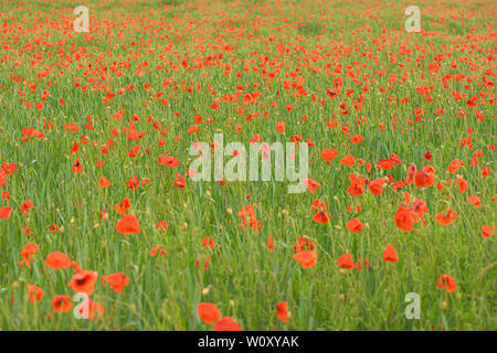 Schönes rot leuchtenden Mohnblumen nach einem Gewitter. Viele Regen fällt auf die Blumen. Stockfoto