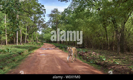 Matkasur Männliche Tiger und Vater von Maya Tigerin Jungen in Monsun herumstreichen, Tadoba Wald, Indien. Stockfoto