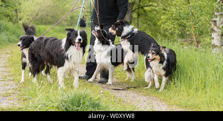 Spaziergang mit vielen Hunde an der Leine in der Natur. Gehorsam Border Collies Stockfoto