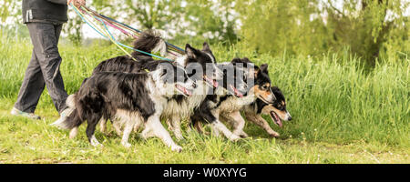 Spaziergang mit vielen Hunde an der Leine in der Natur. Gehorsam Border Collies Stockfoto