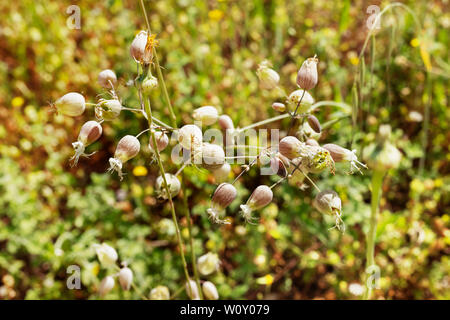 Blumen der Blase Campion oder silene vulgaris an einem sonnigen Tag, im Hintergrund gelb Blumen und Grün Aus Stockfoto