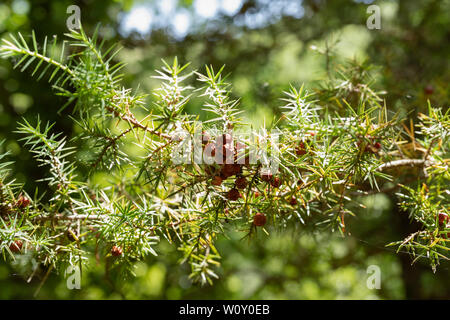 Zweig der cade Wacholder - Juniperus oxycedrus oder stacheligen Wacholder, grüne Blätter und grüne Kegel Stockfoto