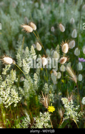 Hare tail Anlage mit ovalen Blütenköpfe in einem hellen, sonnigen Gebiet, es ist Gras Stockfoto