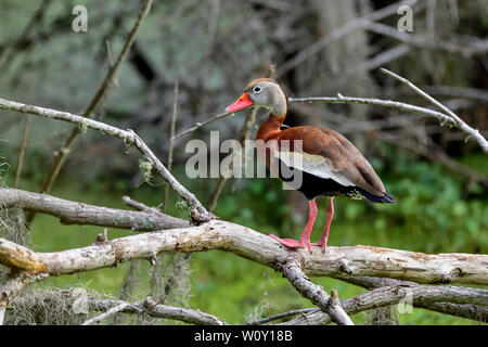 Schwarz-bellied Pfeifen - duck Portrait Stockfoto