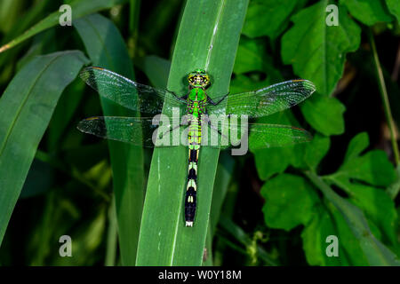 Östlichen Pondhawk Stockfoto