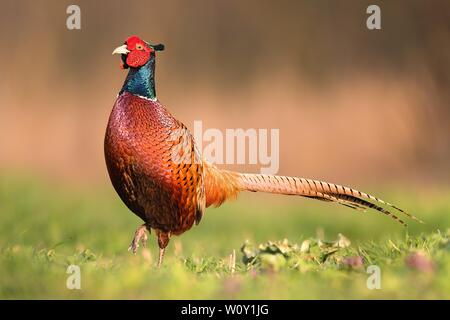 Männliche gemeinsame Fasan Phasianus colchicus, im Frühjahr Abendlicht Stockfoto