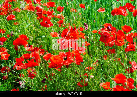 Roter Mohn in einem Feld inmitten grüner Weizen. Landwirtschaftliche Thema. Stockfoto