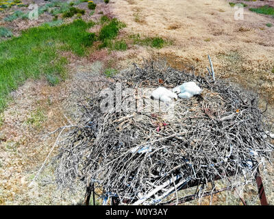 Nest der Steppe eagle oder Aquila nipalensis mit kleinen Nestlingen Stockfoto