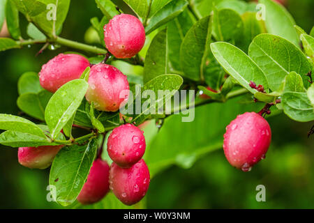 Carissa carandas, Koromcha Carunda, Obstbaum, Karonda Saatgut reif rosa oder roten bunten, tropischen Citrus karanda oder koromcha Obst, frische karanda (oder Stockfoto