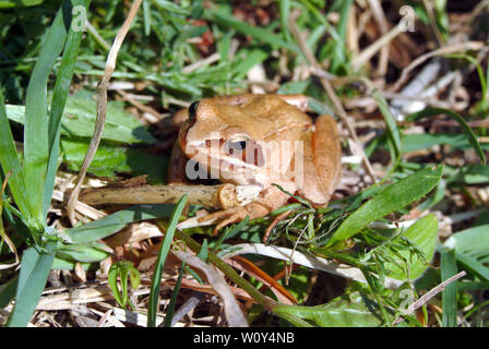 Agile Frog, Springfrosch, Rana dalmatina, erdei béka Stockfoto