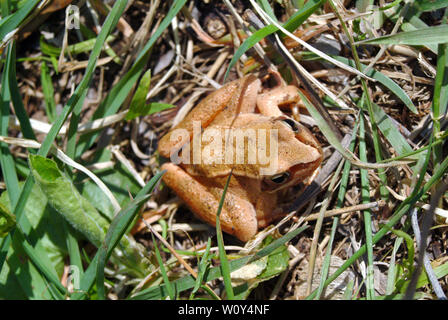 Agile Frog, Springfrosch, Rana dalmatina, erdei béka Stockfoto