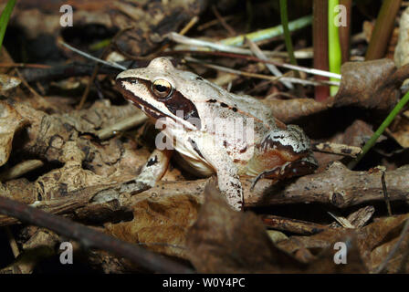 Agile Frog, Springfrosch, Rana dalmatina, erdei béka Stockfoto