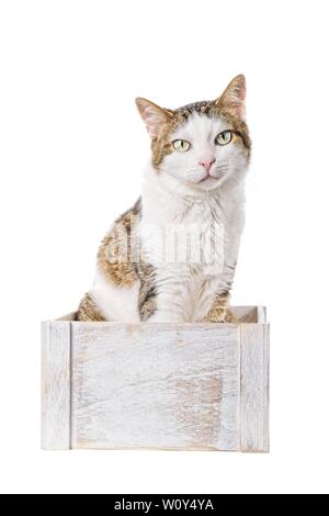 Tabby Katze sitzt in einer Holzkiste und Suchen neugierig in die Kamera. Auf weissem Hintergrund. Stockfoto