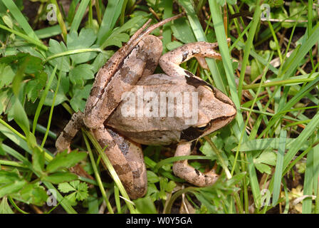 Agile Frog, Springfrosch, Rana dalmatina, erdei béka Stockfoto