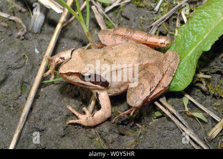 Agile Frog, Springfrosch, Rana dalmatina, erdei béka Stockfoto