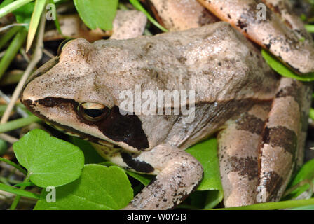 Agile Frog, Springfrosch, Rana dalmatina, erdei béka Stockfoto