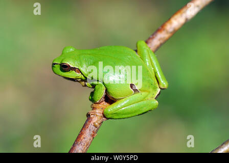 Europäischer Laubfrosch, Hyla arborea, zöld levelibéka, Ungarn, Magyarország, Europa Stockfoto