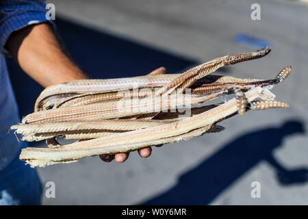 Ein Mann zeigt mehrere Felle, Häute, Skelette und Körper der Klapperschlange, die er verkauft in Caborca, Pitiquito und Puerto Peñaco werden sie benutzt, Ratte zu machen Stockfoto