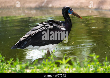 Abdim der Storch (Ciconia abdimii) Stockfoto