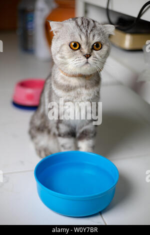 Scottish Fold Katze suchen. Portrait Scottish Fold Katze im Studio. Graue Katze mit dem Sitzen auf dem Boden. Katze und blaues Wasser Schüssel Stockfoto