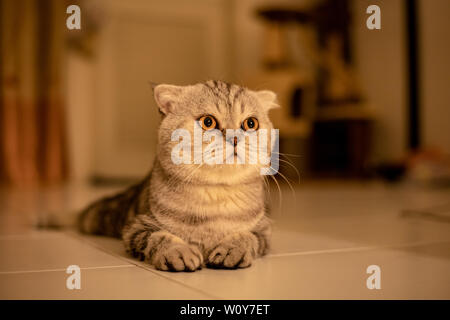 Scottish Fold Katze, die auf dem Boden kauerte. Katze lag auf dem Boden. Scottish Fold cat. cat in warmen Tönen Stockfoto