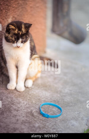 Entfernen Flöhe von Haustieren. Ein blauer Kragen auf dem Boden liegt. Sitzen die Katze schaut auf ein neues Element. Stockfoto