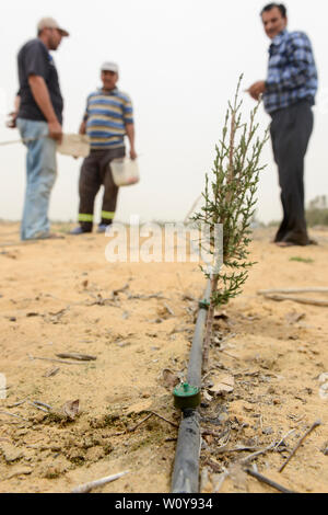 Ägypten, Sarapium Ismallia, Wald, in der Wüste, die Bäume sind bewässert durch behandeltes Abwasser Wasser aus Ismalia, neue Cypress Plantage mit Tropfbewässerung Stockfoto